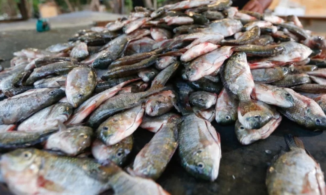 Novas regras para pesca no Lago Paranoá passam a valer em Brasília