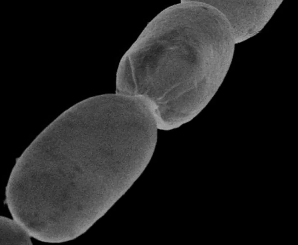 mega bactéria