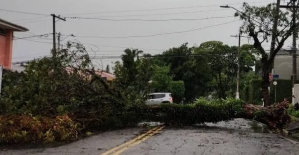 Quedas de árvores foram registradas em diversas cidades de São Paulo 